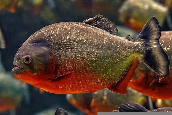 梦到凶鱼是什么意思