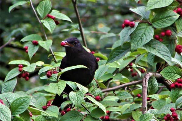 梦见枸杞树是什么意思