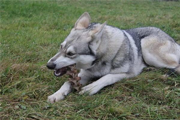 梦到了狼狗咬是什么意思