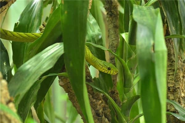 梦到了吃小蛇是什么意思