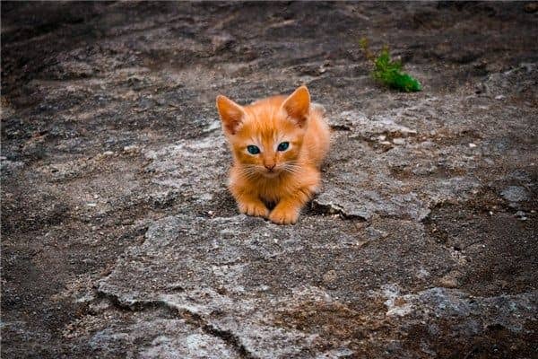 梦见猫吃鸟是什么意思