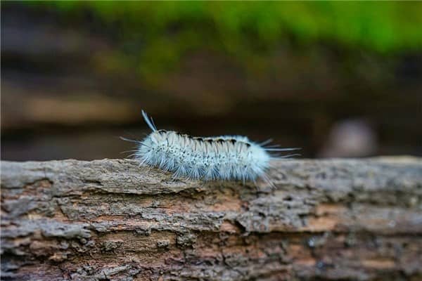 梦到了白色小虫是什么意思