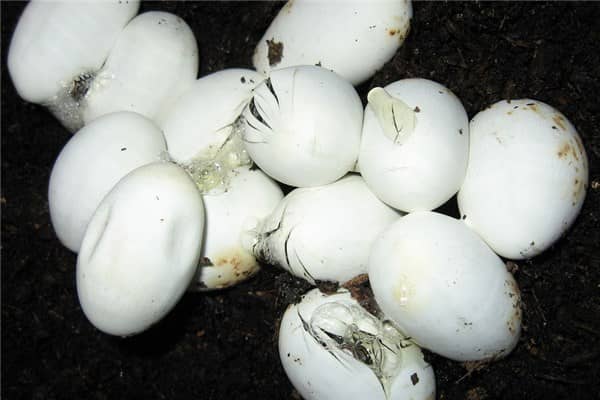 梦到了吃蛇蛋是什么意思