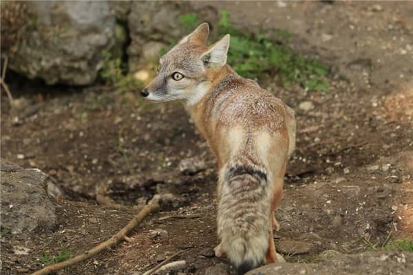 梦到很多狐狸是什么意思