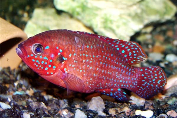 梦见吐鱼是什么意思