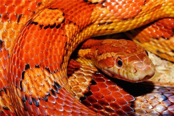 梦到五彩蛇是什么意思