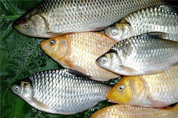 梦见杀鲫鱼是什么意思