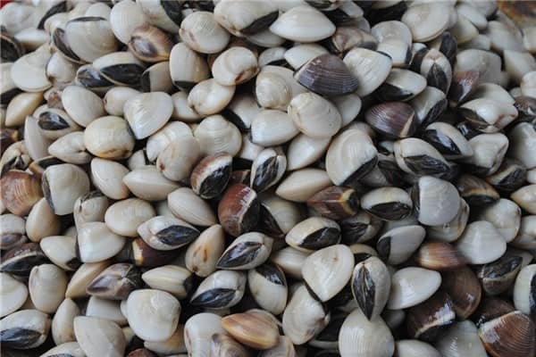 梦到挖蛤蜊是什么意思