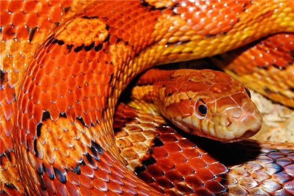 梦到红蟒蛇是什么意思