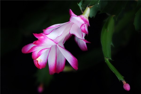 梦到了采菱角是什么意思