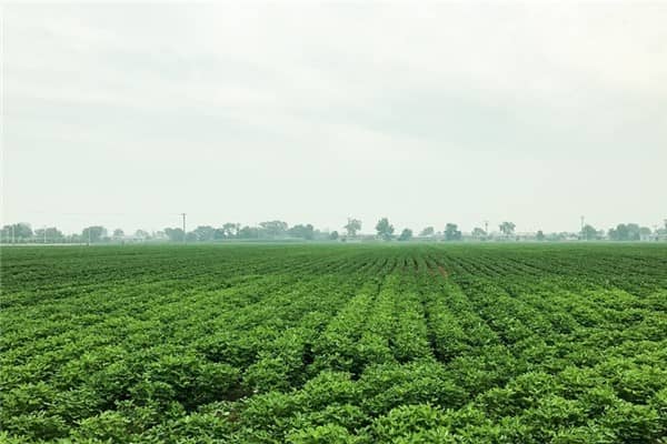 梦到荒郊野外是什么意思