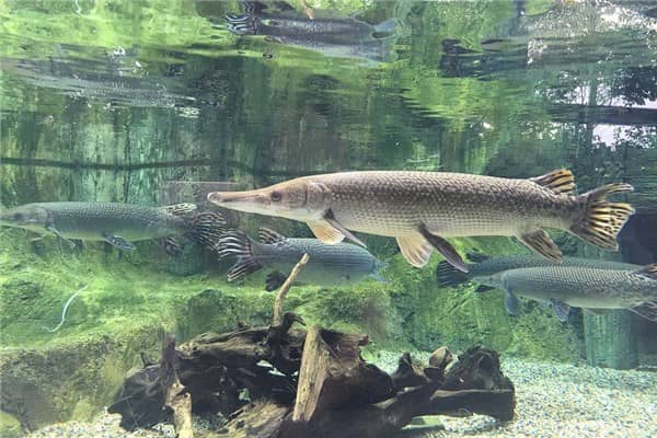 梦到鱼咬自己是什么意思