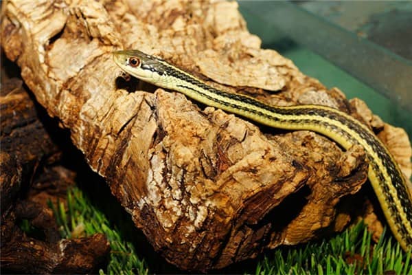 梦到了幼蛇是什么意思