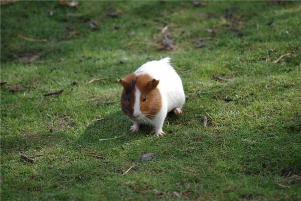 梦见打死耗子是什么意思