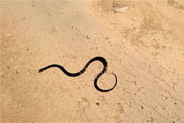 梦到三条黑蛇是什么意思