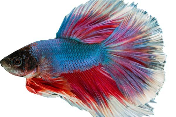 梦到孔雀鱼是什么意思