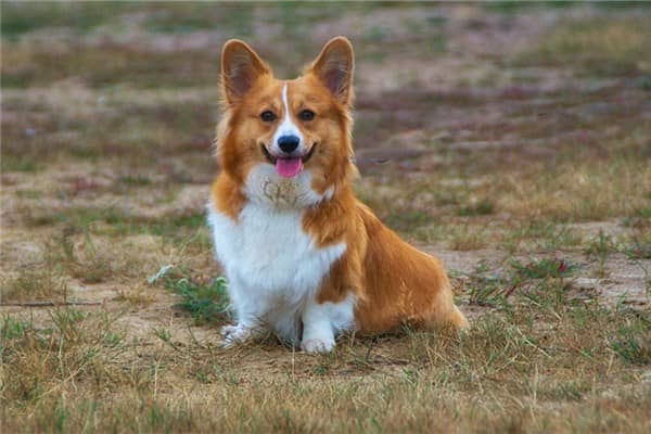 梦到生狗是什么意思