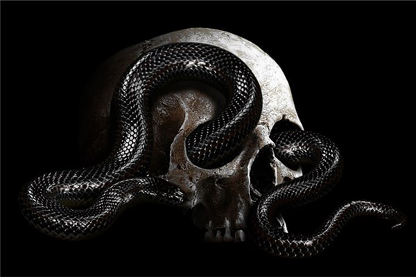 梦到了好多条蛇