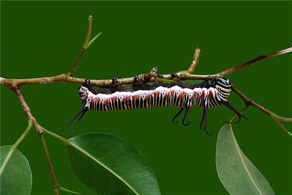 梦到长长的虫子是什么意思