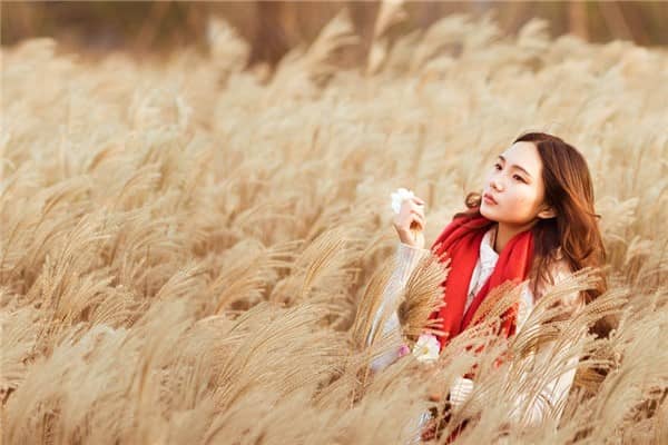 梦到芦苇叶是什么意思