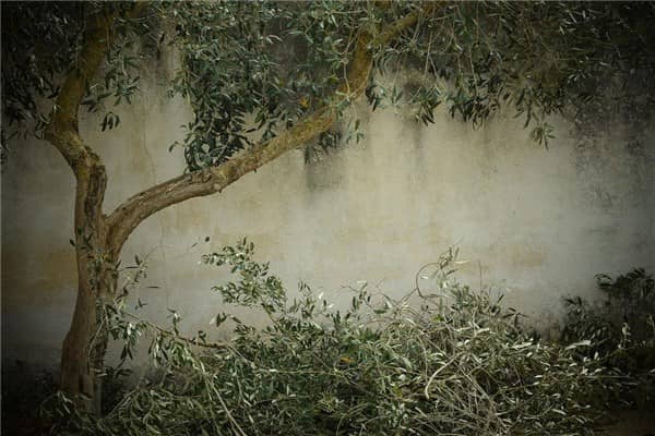 梦见修剪树木是什么意思