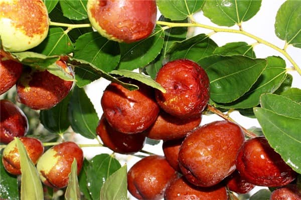 梦到了捡枣子是什么意思