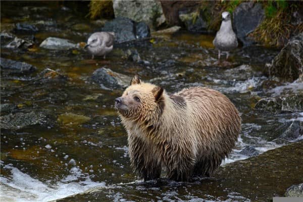 梦见熊瞎子是什么意思