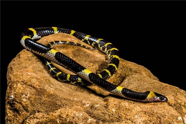 梦到小蛇变大蛇是什么意思