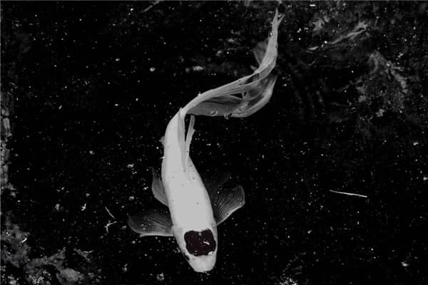 梦到白鲤鱼是什么意思