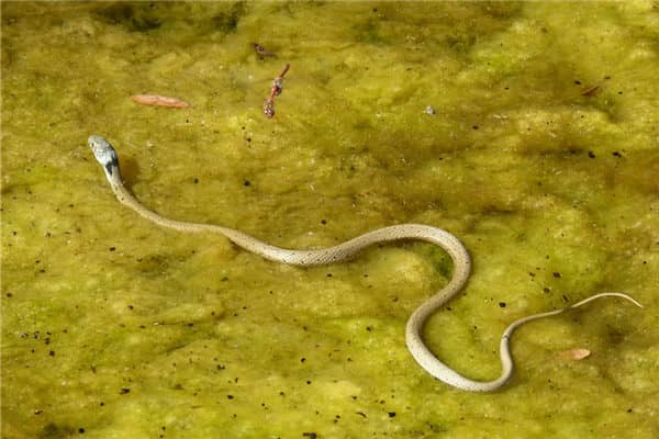 梦见蛇叫是什么意思