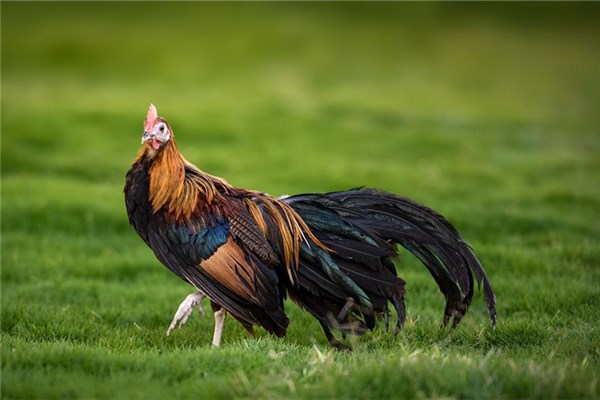 梦到小公鸡是什么意思