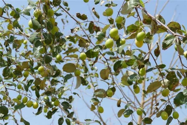 梦见沙枣树是什么意思