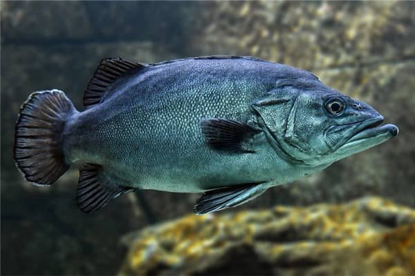 梦见买大鱼会是什么意思