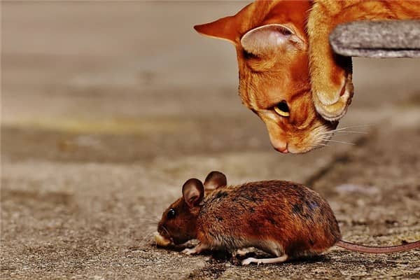 梦到了猫鼠是什么意思