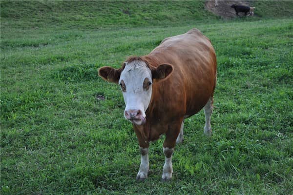 梦见自己杀牛是什么意思