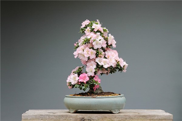 梦见盆栽花是什么意思