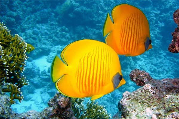 梦到了元鱼是什么意思