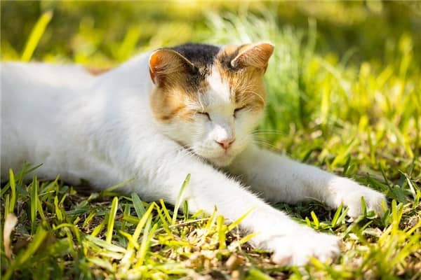 梦见送猫是什么意思