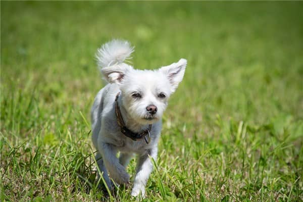 梦到了狗拉大便是什么意思