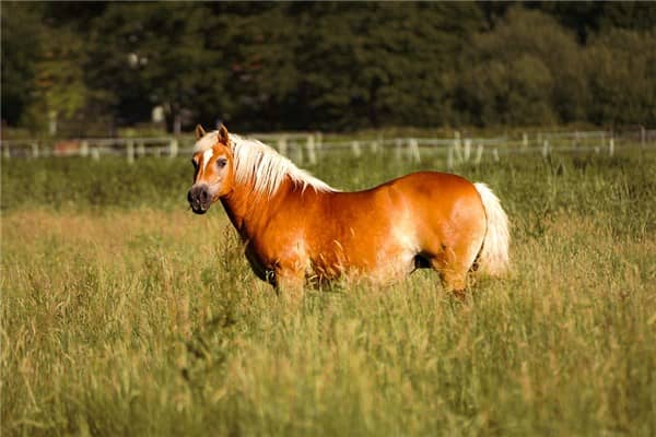 梦见马死是什么意思