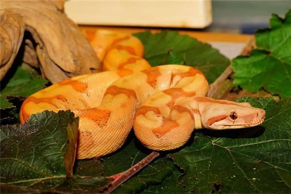 梦见金色大蟒蛇是什么意思