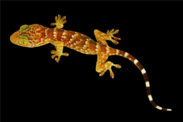 梦见被壁虎咬是什么意思