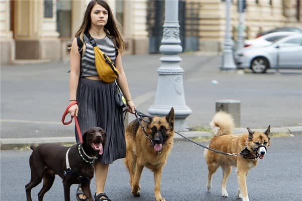 梦到溜狗是什么意思