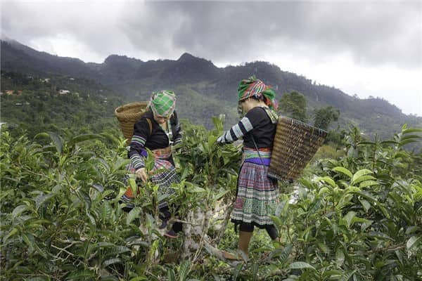 梦到茶叶树是什么意思