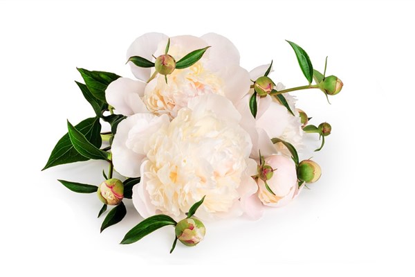 梦到了怀孕花会是什么意思