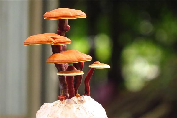 梦见采灵芝是什么意思