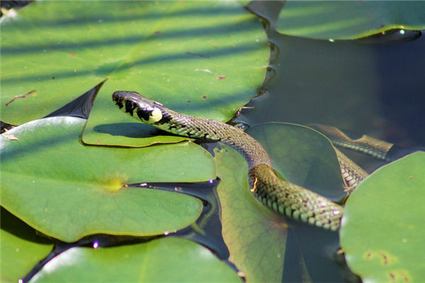 梦到了蛇爬上身是什么意思