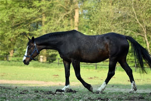 梦见大黑马是什么意思