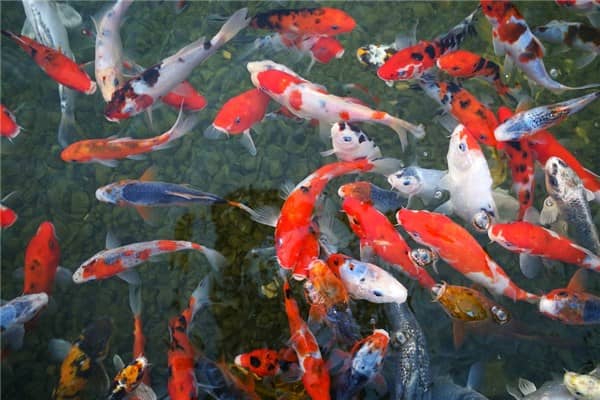 梦见捉红鲤鱼是什么意思