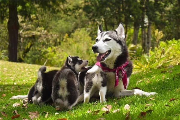 梦到了被够狗咬是什么意思